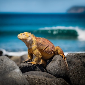 Galapagos Islands - iguana © Cheesemans' Ecology Safaris
