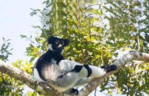 Indri © Cheesemans' Ecology Safaris