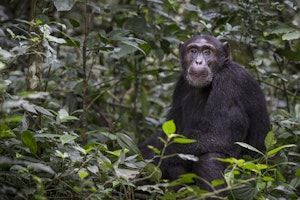 Chimpanzee © Scott Davis