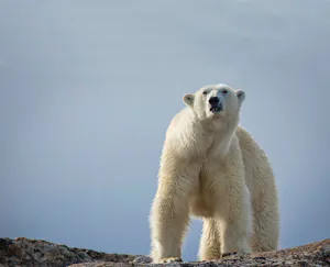 Polar Bear taken with Telephoto Lens © Scott Davis