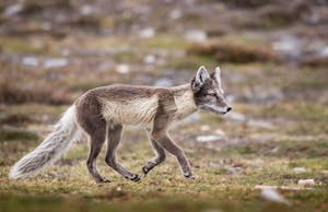 Arctic Fox © Scott Davis