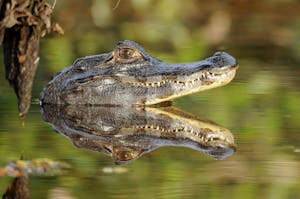 Caiman Yacare © Bravo Brazil Expeditions