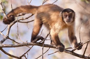 Black Striped Tufted Capuchin © Cheesemans' Ecology Safaris