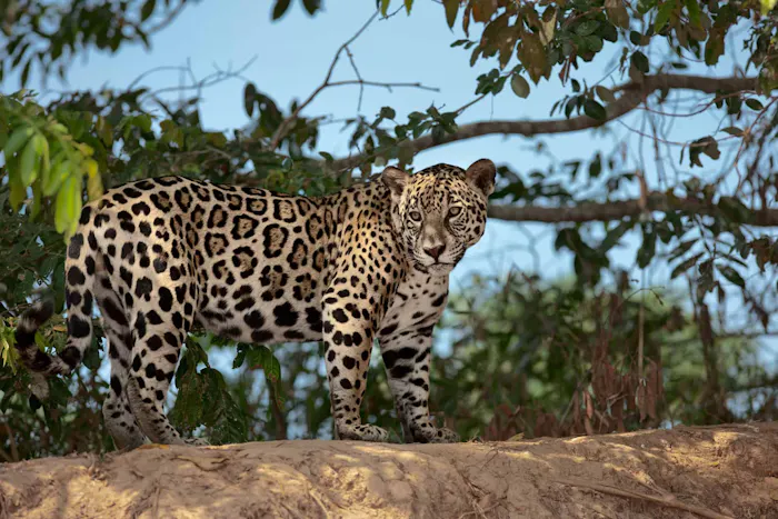 Jaguar &copy; Elaine Heron