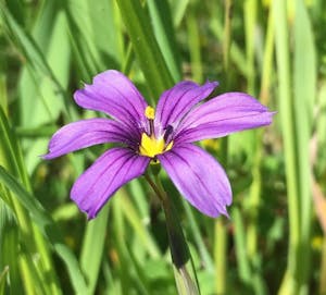 Edgewood Blue-Eyed Grass © Gina Barton