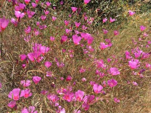 Edgewood Farewell To Spring © Gina Barton