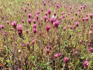 Edgewood Owls Clover © Gina Barton