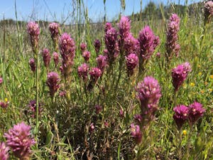 Edgewood Owls Clover © Gina Barton