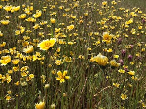 Edgewood Tidy Tips © Gina Barton