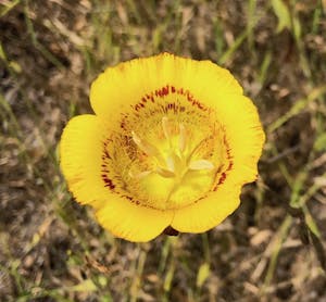 Edgewood Yellow Mariposa Lily © Gina Barton