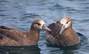 Black-footed Albatross © Cheesemans' Ecology Safaris