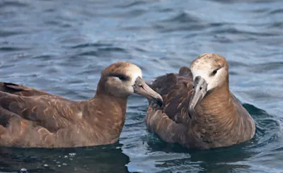 Black-footed Albatross