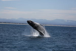 Humpback Whale © Cheesemans' Ecology Safaris