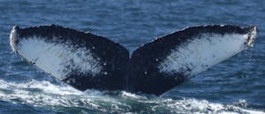 Humpback Whale (Fran) © Cheesemans' Ecology Safaris