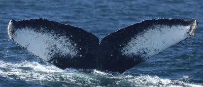 Humpback Whale (Fran)