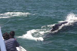 Humpback Whale © Cheesemans' Ecology Safaris