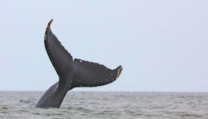 Humpback Whale © Cheesemans' Ecology Safaris