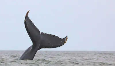 Humpback Whale