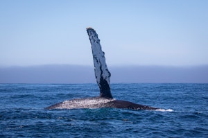 Humpback Whale © Daniel Bianchetta