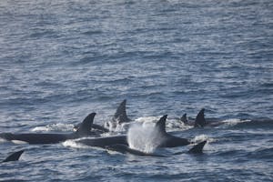 Killer Whale (California-transient-CA216-pod027) © Cheesemans' Ecology Safaris