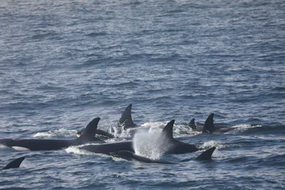 Killer Whale
