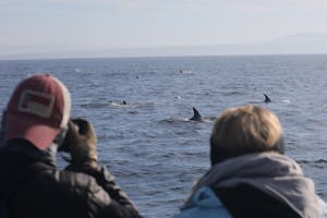 Travelers Watching Common Dolphins & Risso Dolphins © Cheesemans' Ecology Safaris