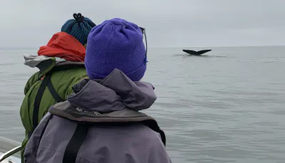 Travelers Watching Humpback Whale