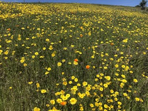 Russian Ridge Common Madia © Gina Barton