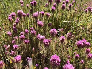 Russian Ridge Owls Clover © Gina Barton