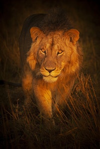 Lion © Scott Davis