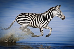 Zebra © Scott Davis