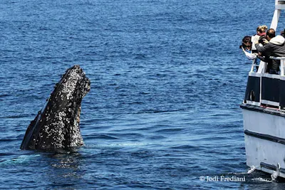 Monterey Bay wildlife