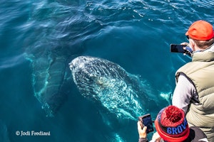 Humpback Whale © Jodi Frediani