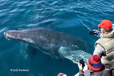 Monterey Bay wildlife