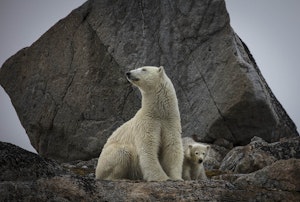 Polar Bear © Scott Davis