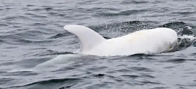Monterey Bay Whale Watch