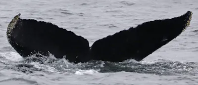 Monterey Bay Whale Watch