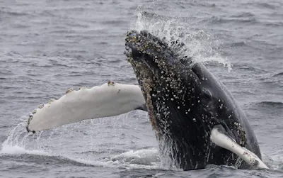 Monterey Bay Whale Watch