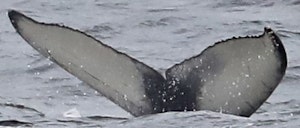 Humpback Whale © Cheesemans' Ecology Safaris