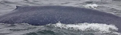 Monterey Bay Whale Watch