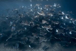 Mobula Rays © Nautilus Dive Adventures