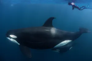 Orcas © Nautilus Dive Adventures