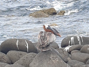 Brown Pelican © Gina Barton