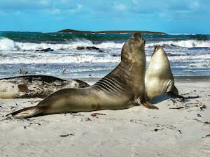 Elephant Seals © Ravichandran Selvaraj