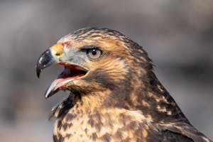 Galapagos Hawk © Gina Barton