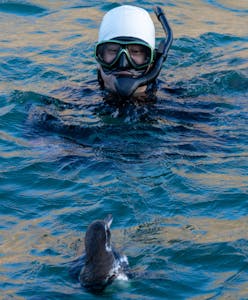 Traveler and Penguin Traveler © Gina Barton