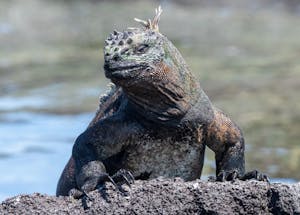Marine Iguana © Gina Barton