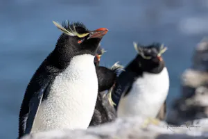 Rockhopper Penguin © Ravichandran Selvaraj