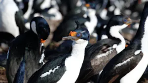 Rock Shag © Jennifer Black