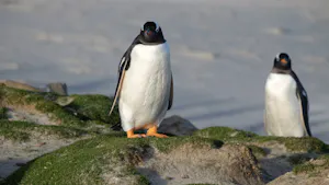 Gentoo Penguins © Shrikanth Chandrasekaran